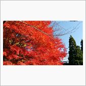 奥琵琶湖の紅葉