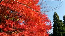 奥琵琶湖の紅葉