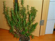 植物が身近にあると癒される！