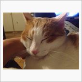 最近の猫&#39;s