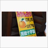 みかん狩り！時間無制限食べ放 ...