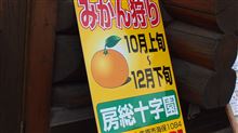 みかん狩り！時間無制限食べ放題～500円(*^。^*)
