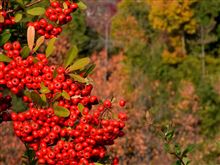 家の周りで紅葉狩り