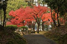 今年３回目の紅葉狩り♪