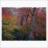 紅葉