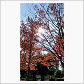 ご近所の公園