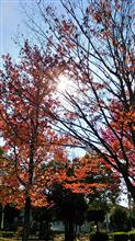 ご近所の公園