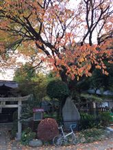 白簱桜の紅葉