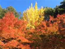 昭和な紅葉と車達♪