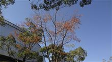 いつもの日常へ いつもの日常へ