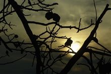 暖かかった一日に思うこと