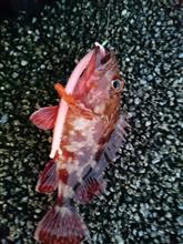 一投目で釣れた!(笑) 一投目で釣れた!(笑)