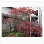 ブルーベリーの紅葉
