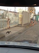 工事地帯ねこ 工事地帯ねこ
