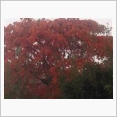 朝もやの紅葉