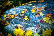 2014年 最後の紅葉　〜平林寺 落葉の美学〜