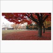 緋い雲と紅い絨毯