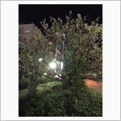 今年も桜が満開
