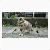 師走だニャン