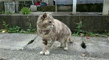 師走だニャン