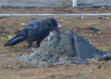 Crow････now,under meal(=ﾟωﾟ)ﾉ 