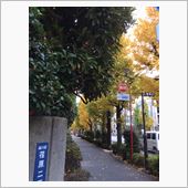 近隣にも黄葉が...