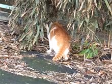 春になったら本気出す 春になったら本気出す