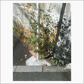ロングラン