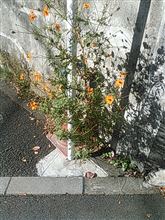 ロングラン