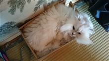 もろこし～
