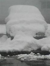 降ったなぁ(;_;)