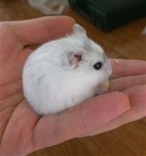 鳴くんですよ