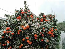 こちらも、雪が積もりました