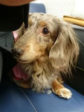 わんこ