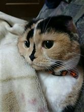 ひきこもりの憧れ(人*^ー^)