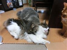 NEW 爪研ぎ