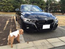 あんずちゃんは松ぼっくりが大好き（BMWでお散歩編）