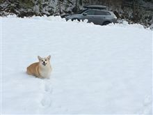 ワンコと一緒に雪遊び・・・ついでに骨董品のタイヤチェーンをチェック