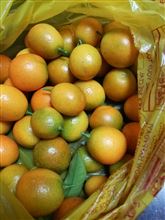 畑で収穫した金柑…