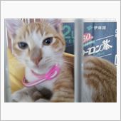迷い猫