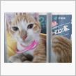 迷い猫