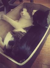 猫箱