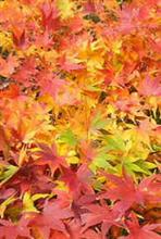 群馬の紅葉