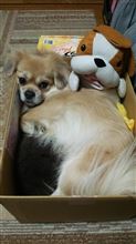 やっぱり箱が好き やっぱり箱が好き