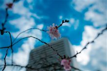 旧芝離宮恩賜庭園　〜十月桜と雪吊りのある風景〜