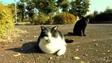 家猫ではない!(笑 2014.12.31 家猫ではない!(笑 2014.12.31
