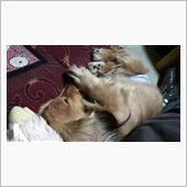 明けましておやすみなさい♪( ...