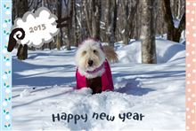 あけましておめでとうございます(*⌒▽⌒*)2015