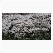 雪