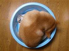 鍋猫？